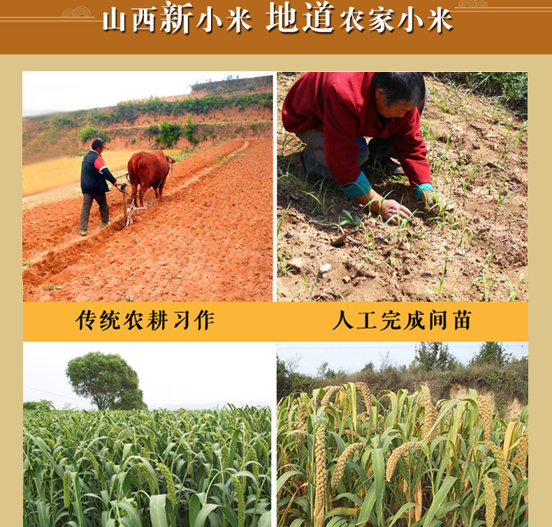 黄小米粥小黄米2021年新米山西特产(图3)