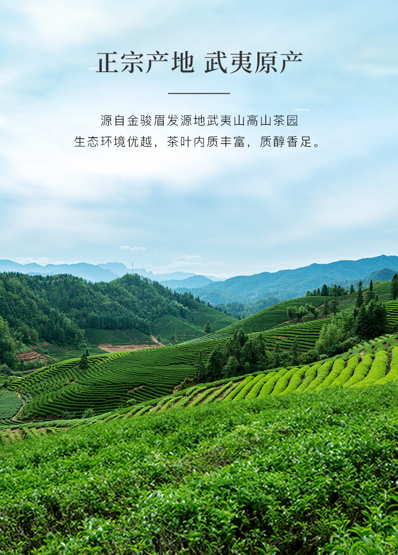 武夷山桐木关金骏眉红茶特级工夫红茶(图5)